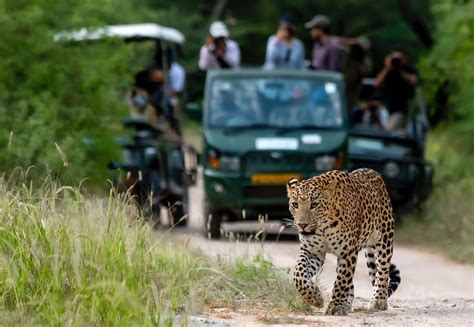 jaipur leopard safari.